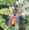 Sphex funerarius